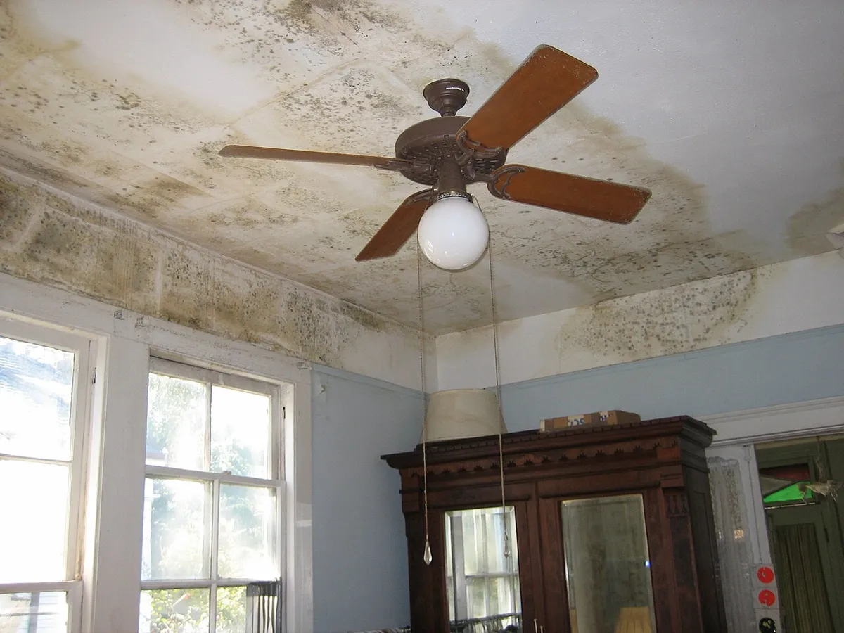 Mould and water staining on an interior ceiling